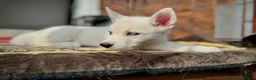 Siberian Husky dogs for sale: Beautiful puppies  - Advert 2