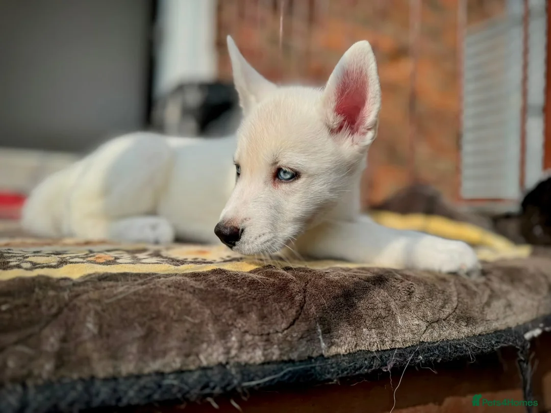 Siberian Husky dogs for sale: Beautiful puppies  - Advert 2