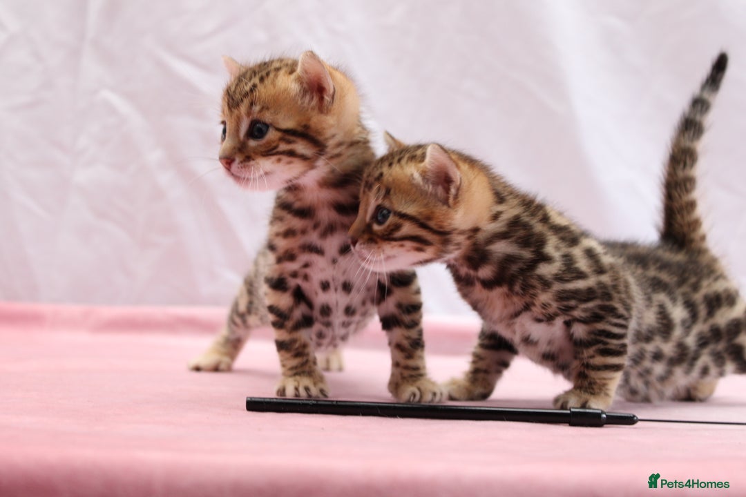 Bengal cats for sale: 🔥Absolute stunning Bengals for reservation🔥 - Image 5