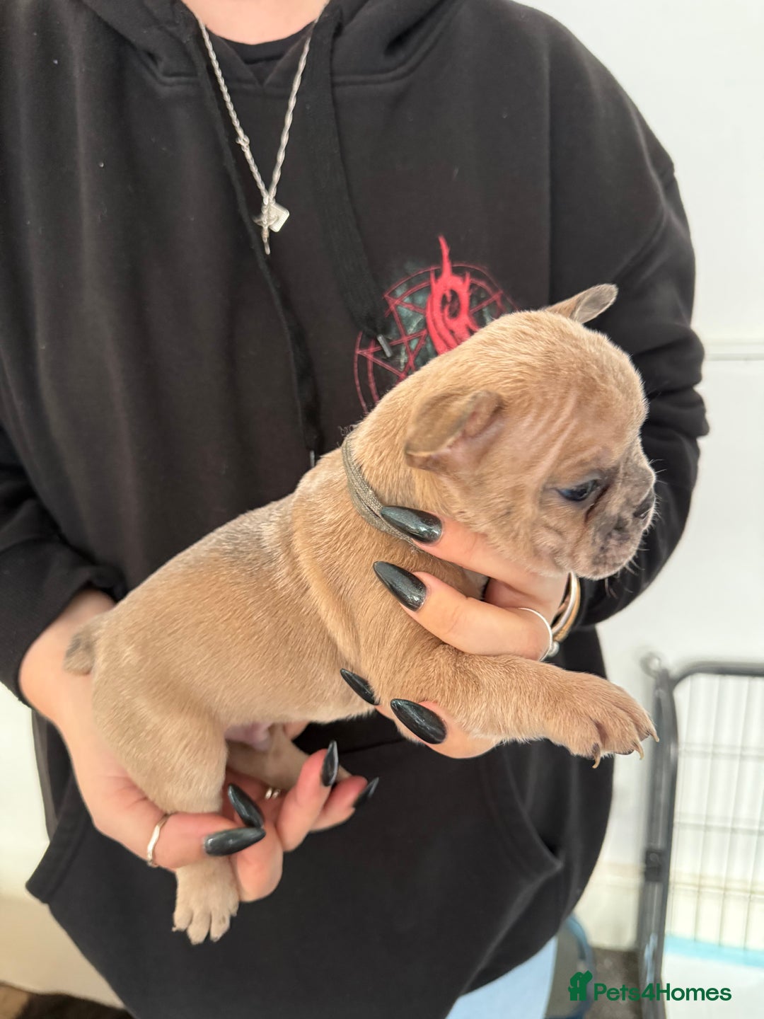 French Bulldog dogs for sale: French bulldog puppies - Advert 13
