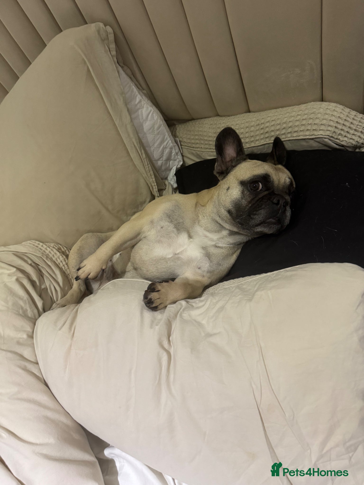 French Bulldog dogs Loving Home Wanted - Frenchie  - Advert 3