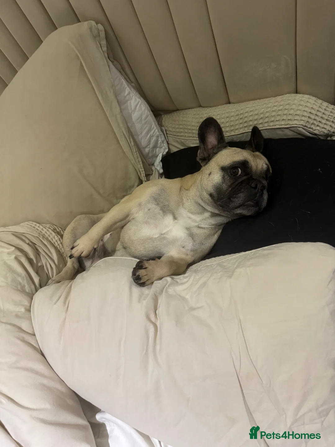French Bulldog dogs for sale: Loving Home Wanted - Frenchie  - Advert 1