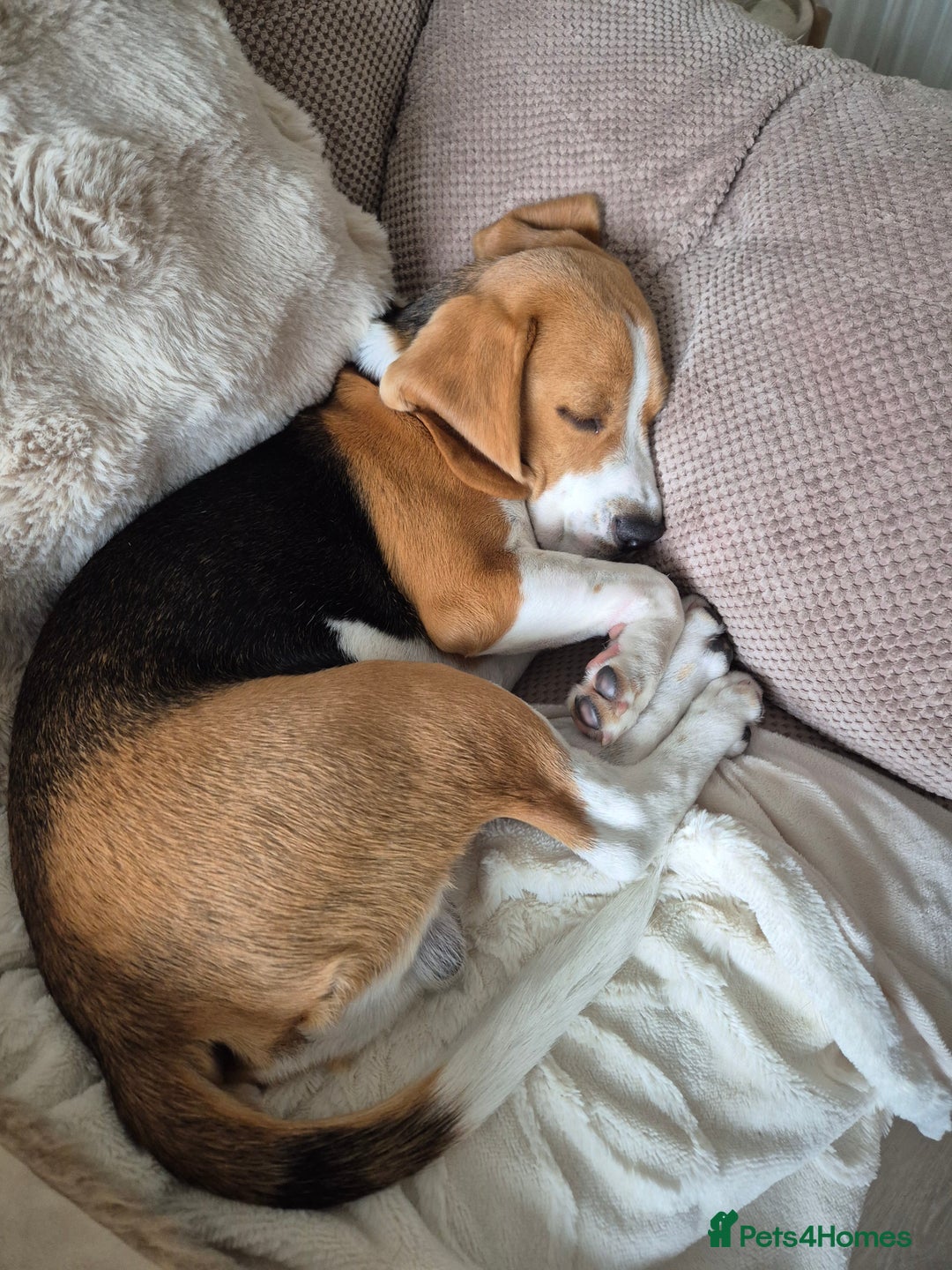 Beagle dogs for sale: Looking for a new loving family 10 mouths beagle  - Advert 7