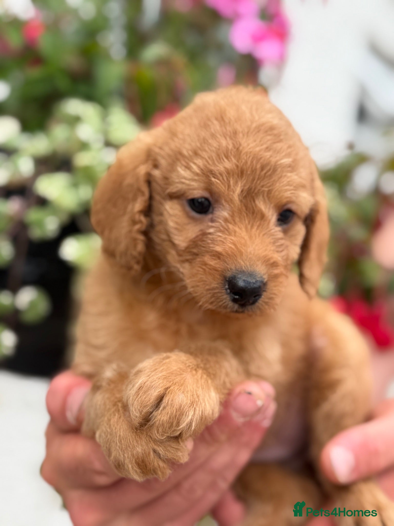 Labradoodle dogs Ready Now F1B Miniature Labradoodles.  - Advert 3