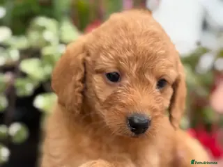 Labradoodle dogs Ready Now F1B Miniature Labradoodles. - Advert 3