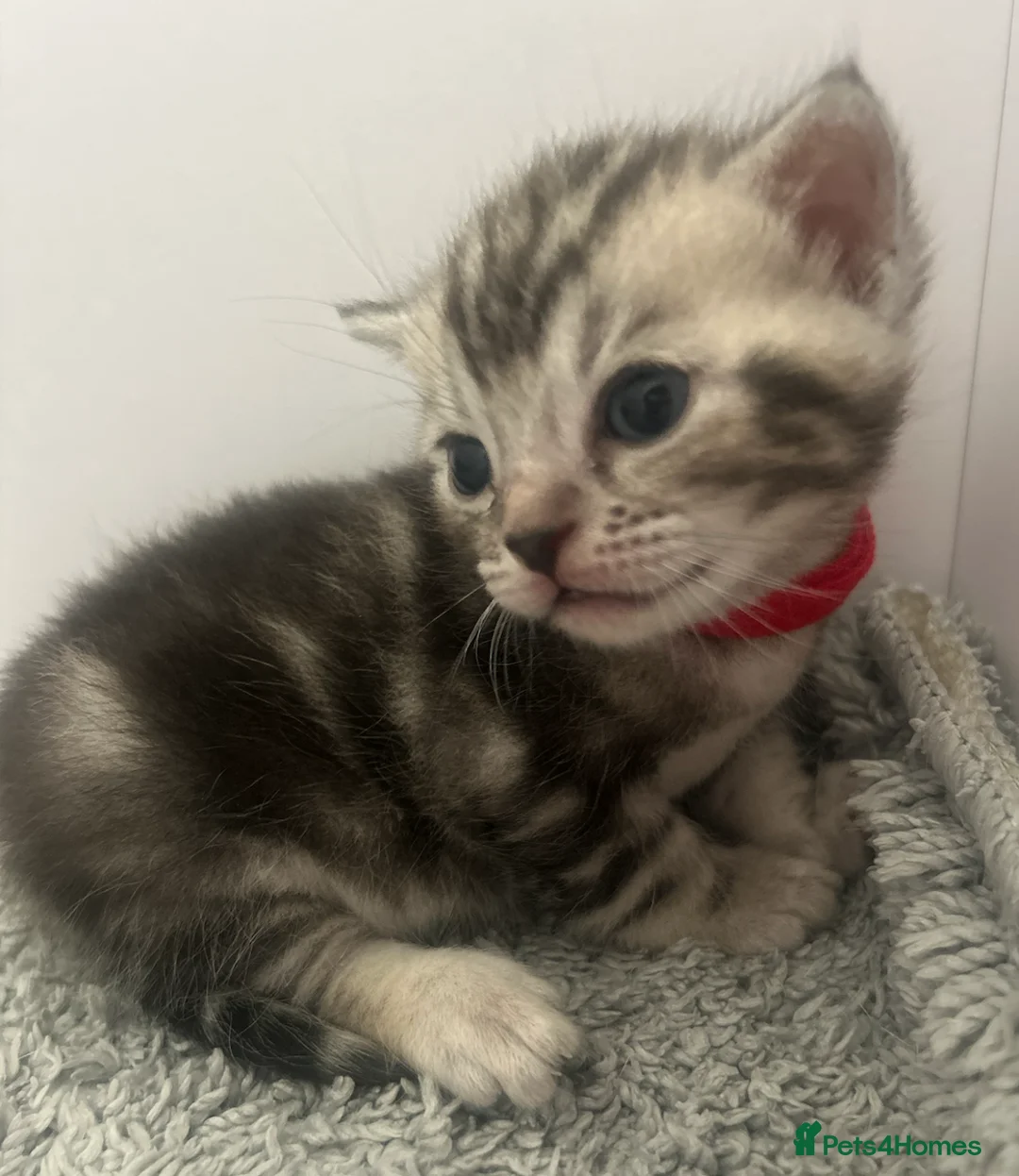 Bengal cats for sale: 4 Adorable Purebred Bengals for Sale in Twickenham - Advert 2