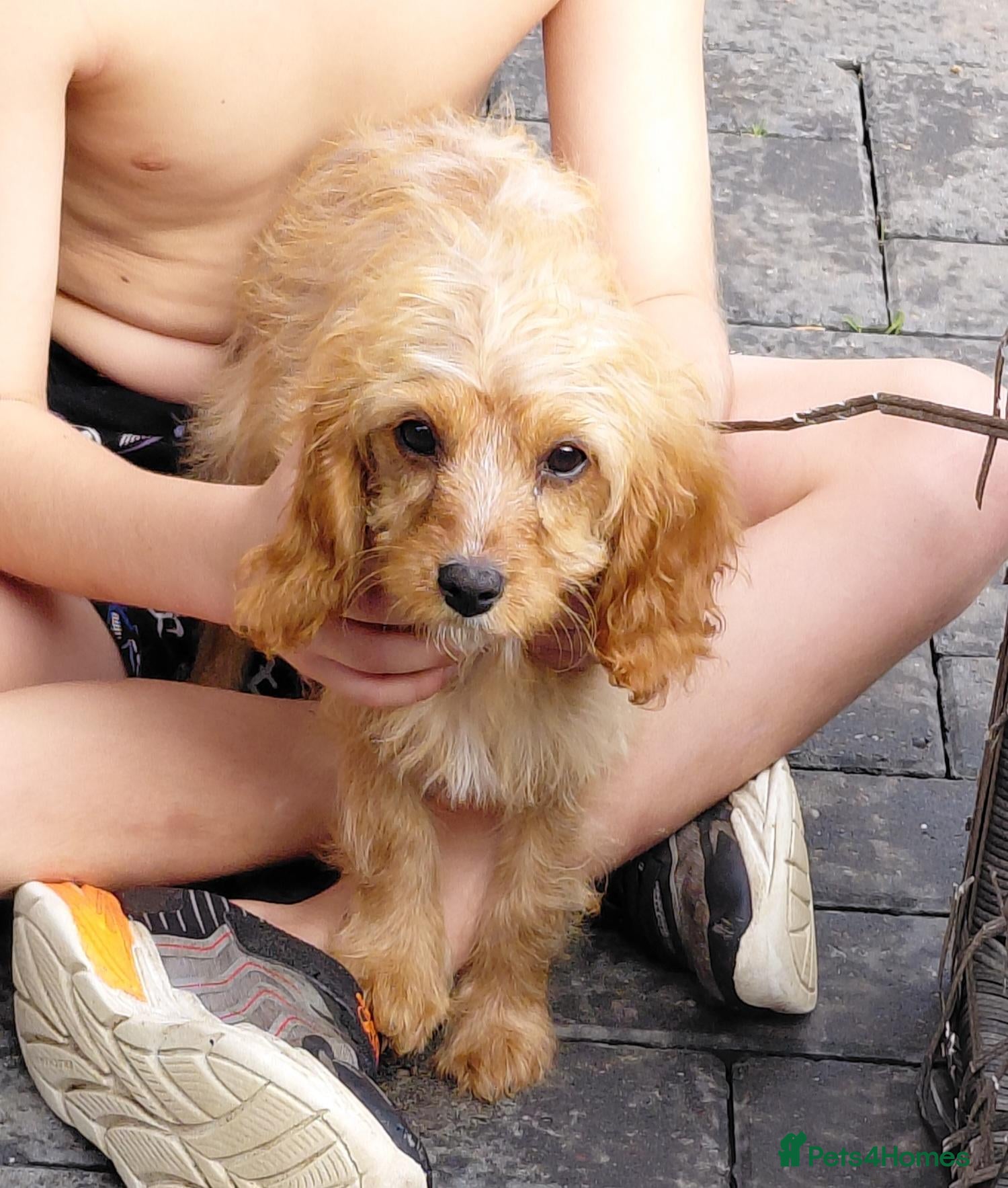 Cavapoo dogs Stunning f1 cavapoos - Advert 7