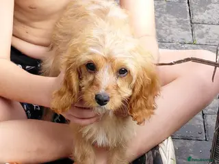 Cavapoo dogs Stunning f1 cavapoos - Advert 7
