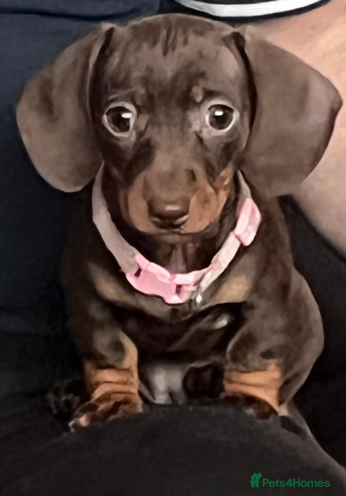 Miniature Dachshund dogs 🩷miniature dachshunds - Advert 4