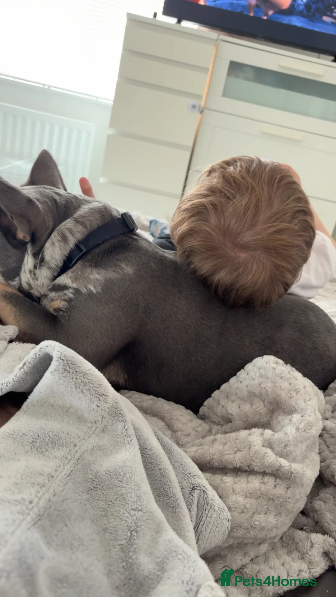 French Bulldog dogs for stud: French bulldog for stud  - Advert 2
