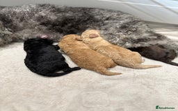 Toy Poodle dogs for sale: Adorable Toy Poodle Puppies  - Image 6