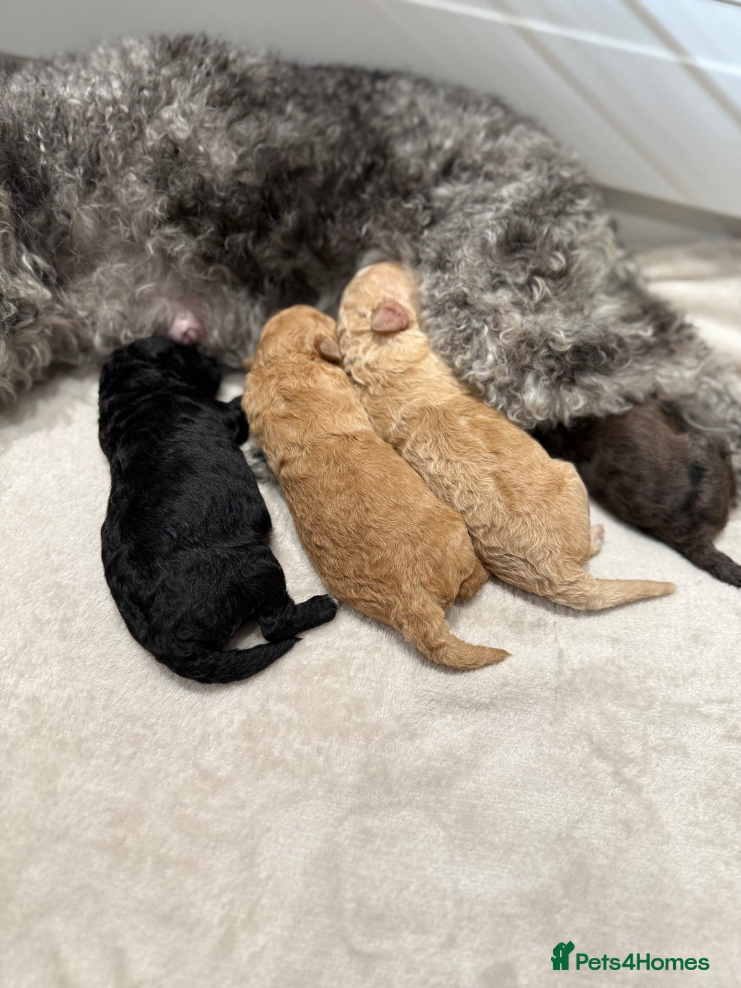 Toy Poodle dogs for sale: Adorable Toy Poodle Puppies  - Image 6