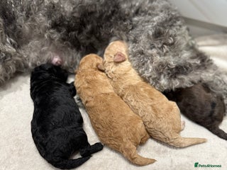 Toy Poodle dogs Adorable Toy Poodle Puppies - Advert 3