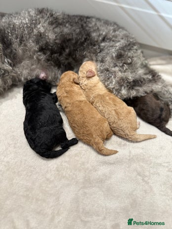 Toy Poodle dogs - Advert 15