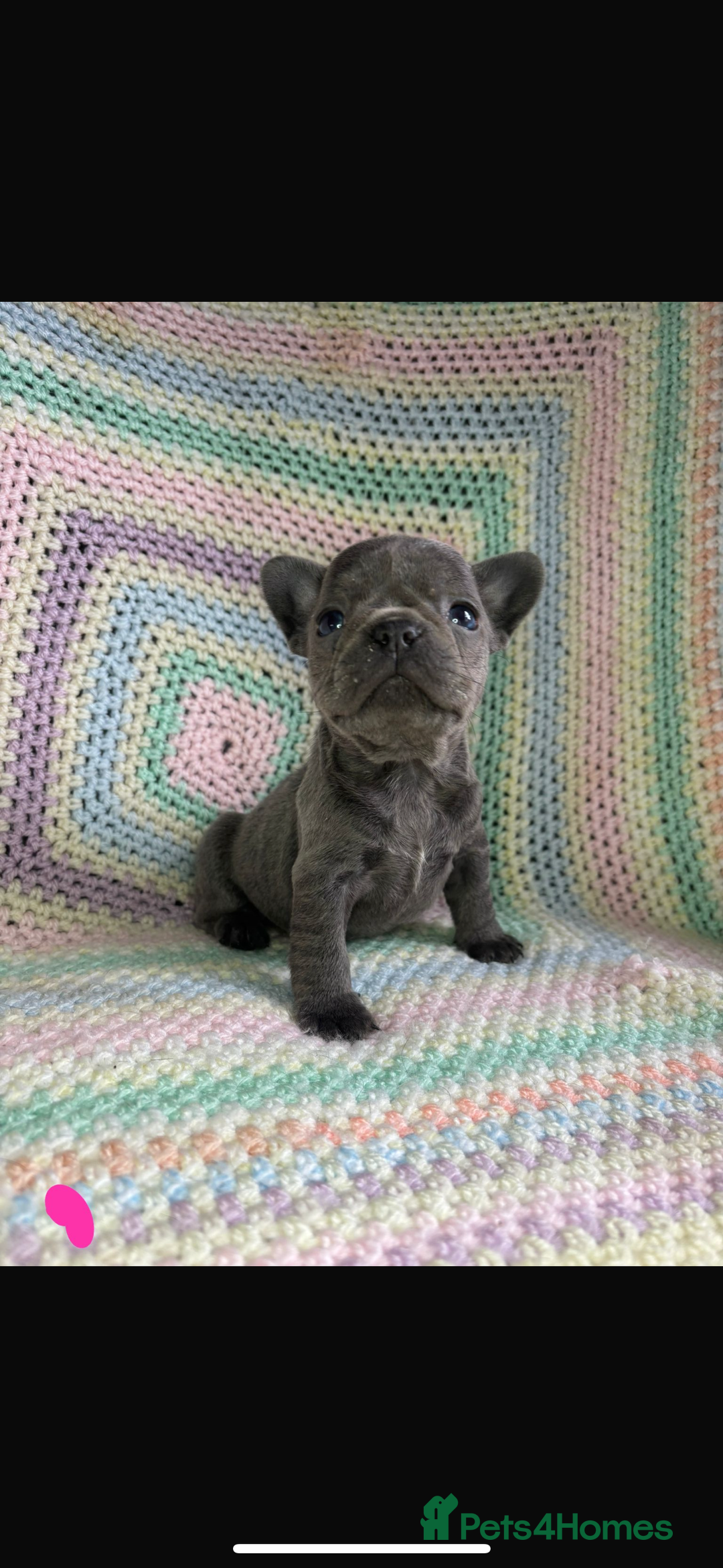 French Bulldog dogs for sale: 6 beautiful French bulldog puppies.  - Image 2