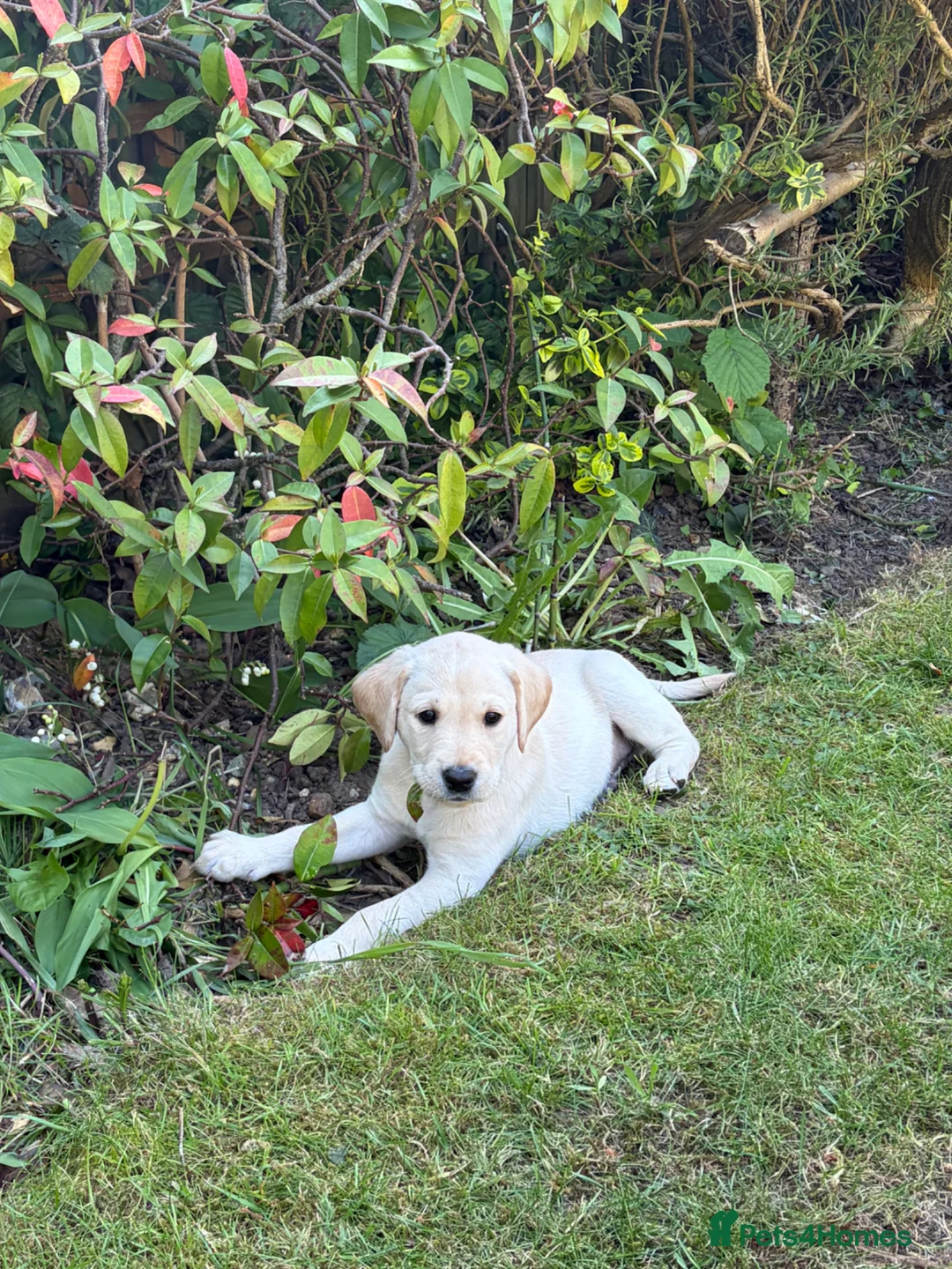 Labrador Retriever dogs for sale: Working Labrador dog puppies - Advert 2