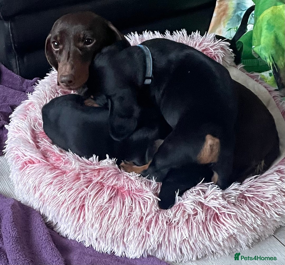 Dachshund dogs for sale: Dachound puppies - Advert 1