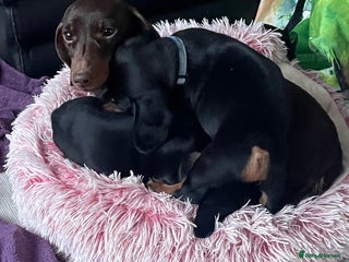 Dachshund dogs Dachound puppies - Advert 1