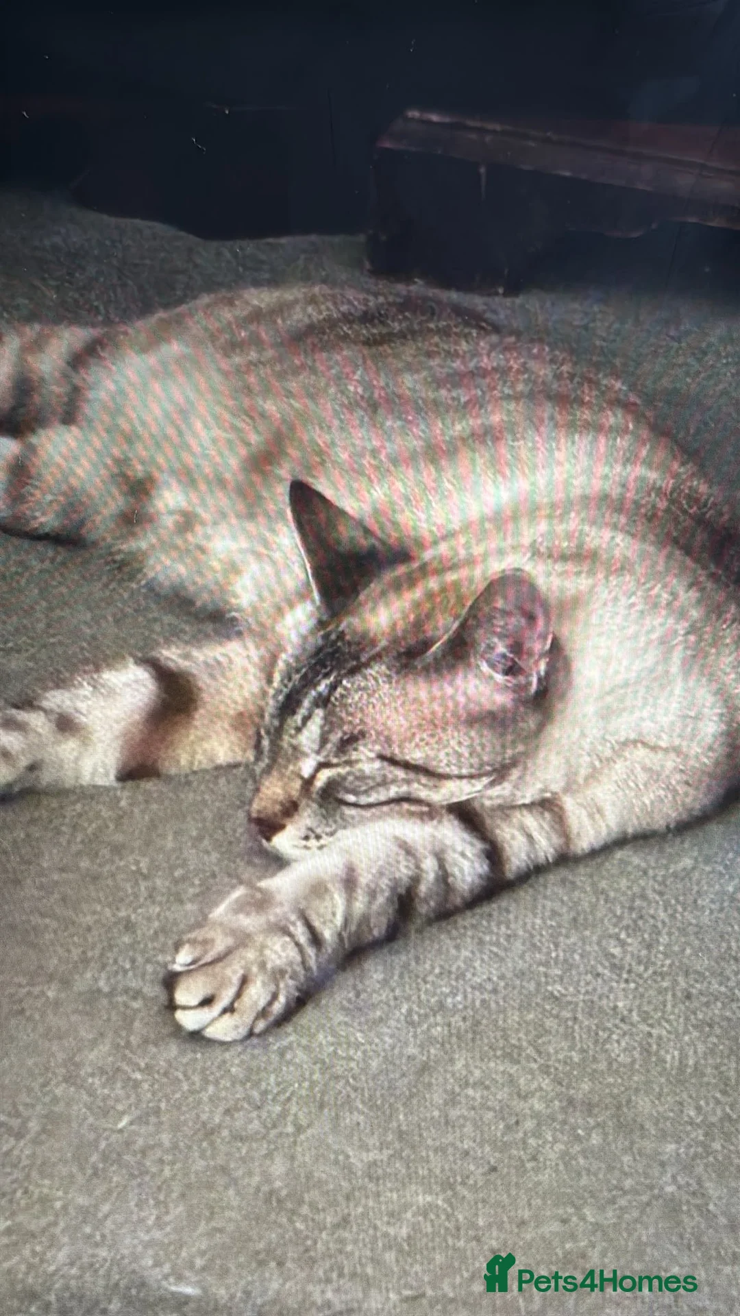 Bengal cats for sale: 8 year old male cat in Billingshurst - Advert 5
