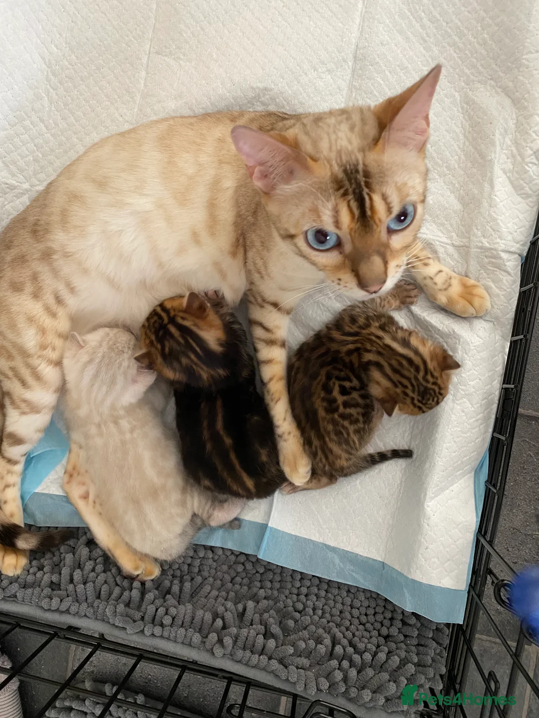 Bengal cats for sale: Top quality pure breed marble Bengal kitten  - Advert 10