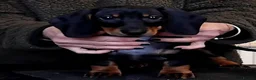 Dachshund dogs for sale: KC REGISTERED 7 MONTH OLD STANDARD GIRL - Advert 3