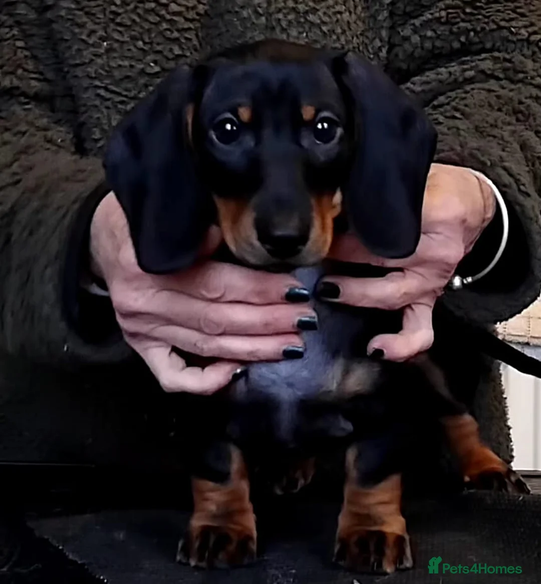 Dachshund dogs for sale: KC REGISTERED 7 MONTH OLD STANDARD GIRL - Advert 3