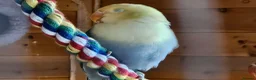 Lovebirds birds for sale: 10 week old lovebirds  - Advert 4