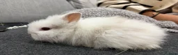 Lionhead rabbits for sale: Double Mane Lion Head Bunnies 🐰 for sale  - Advert 18