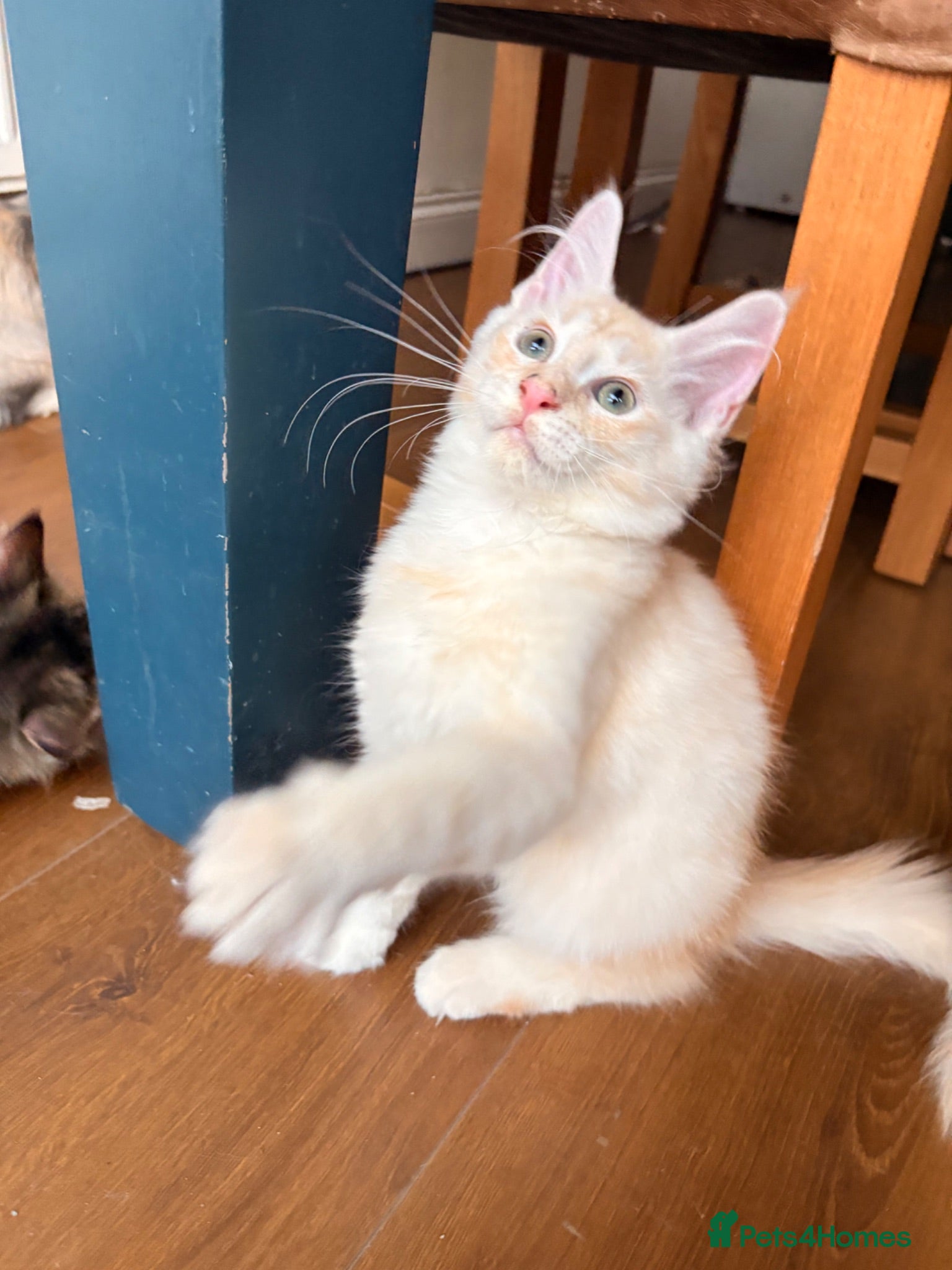 Maine Coon cats 💖Tica register kitted💖 - Advert 1
