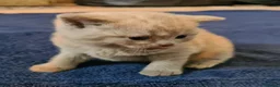 British Shorthair cats for sale: GORGEOUS BRITISH SHORTHAIR KITTENS - Advert 10