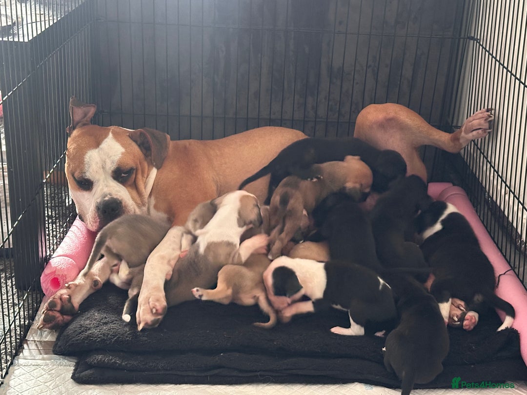 Mixed Breed dogs for sale: Pups for sale - Image 34