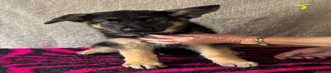 German Shepherd Puppy 2 - Yellow Collar