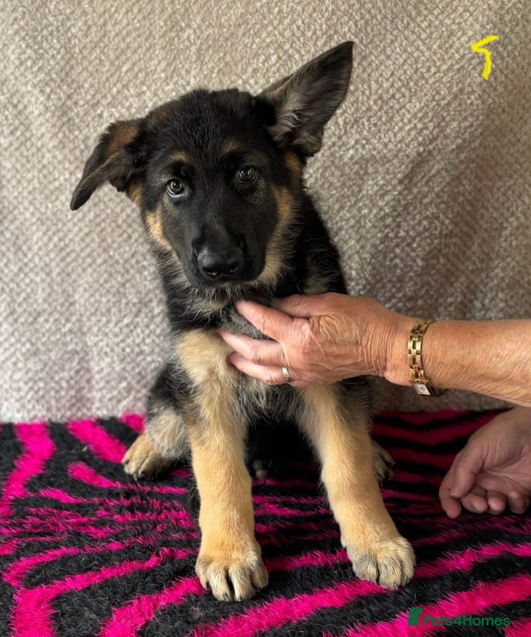German Shepherd dogs for sale: Stunning KC Registered German Shepherd Puppies - Image 10