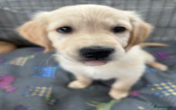 Golden Retriever dogs for sale: Kc registered Golden Retriever puppies available  - Image 21