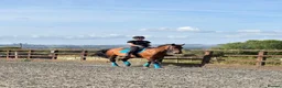 Irish Sports horses for sale: 17 year old perfect happy hacker  in Brighouse - Advert 4
