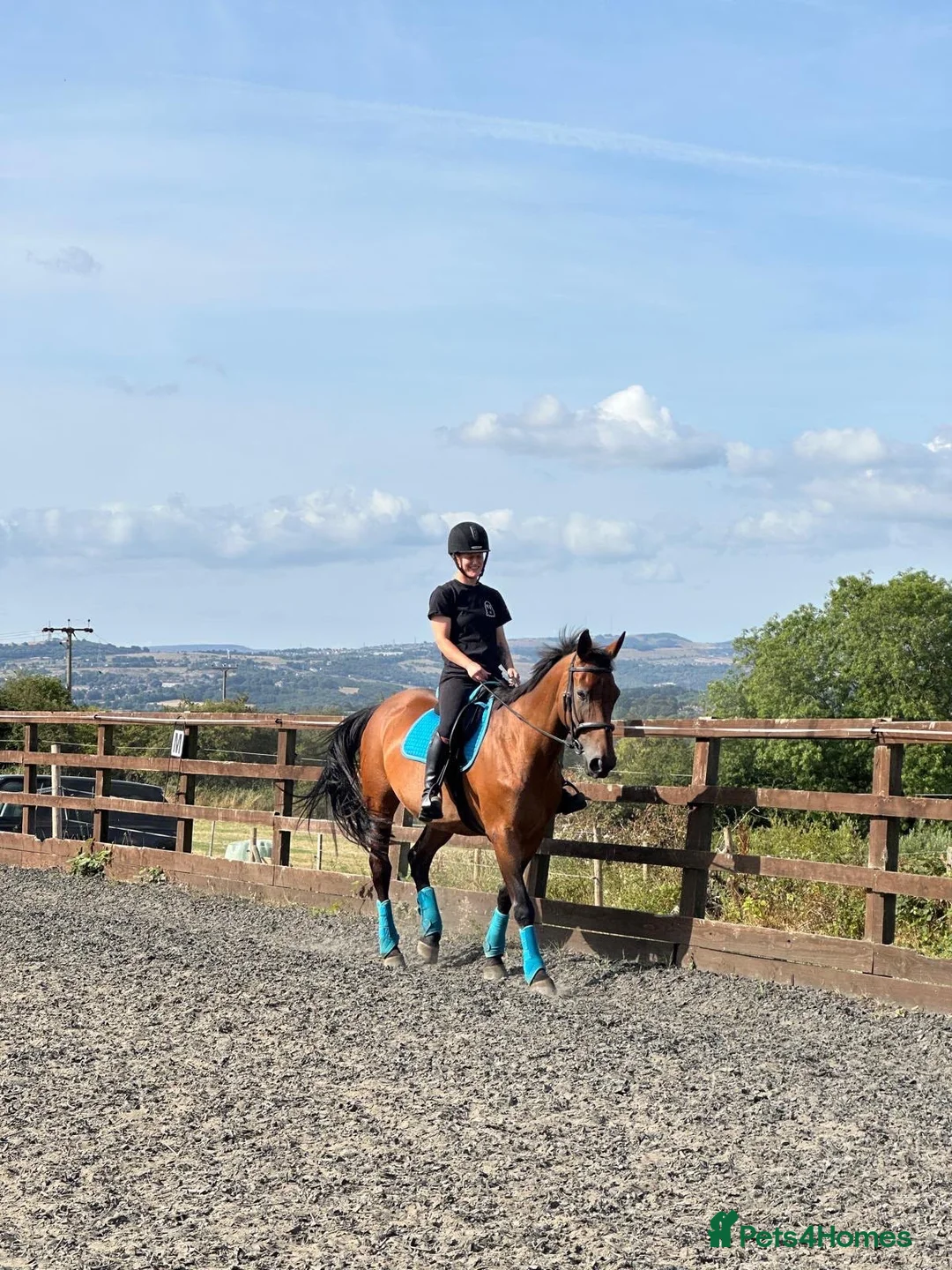 Irish Sports horses for sale: 17 year old perfect happy hacker  in Brighouse - Advert 4