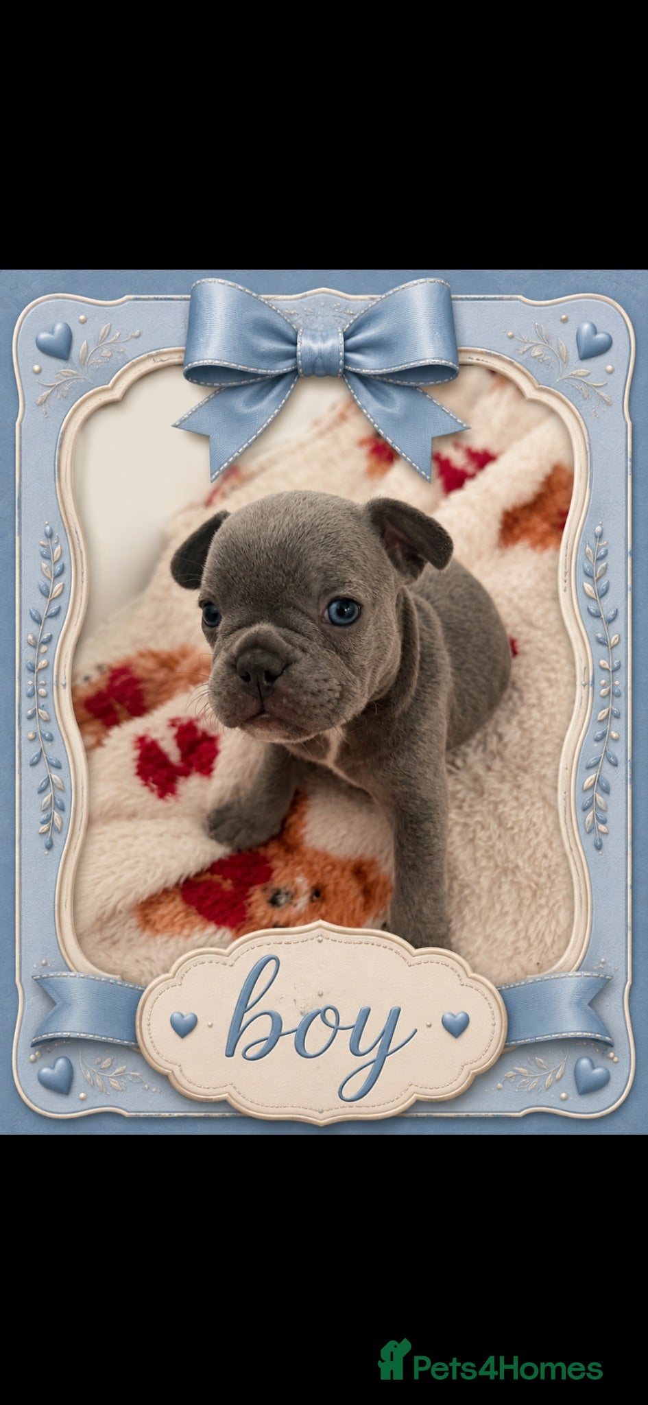 French Bulldog dogs French bull dog puppies - Advert 3