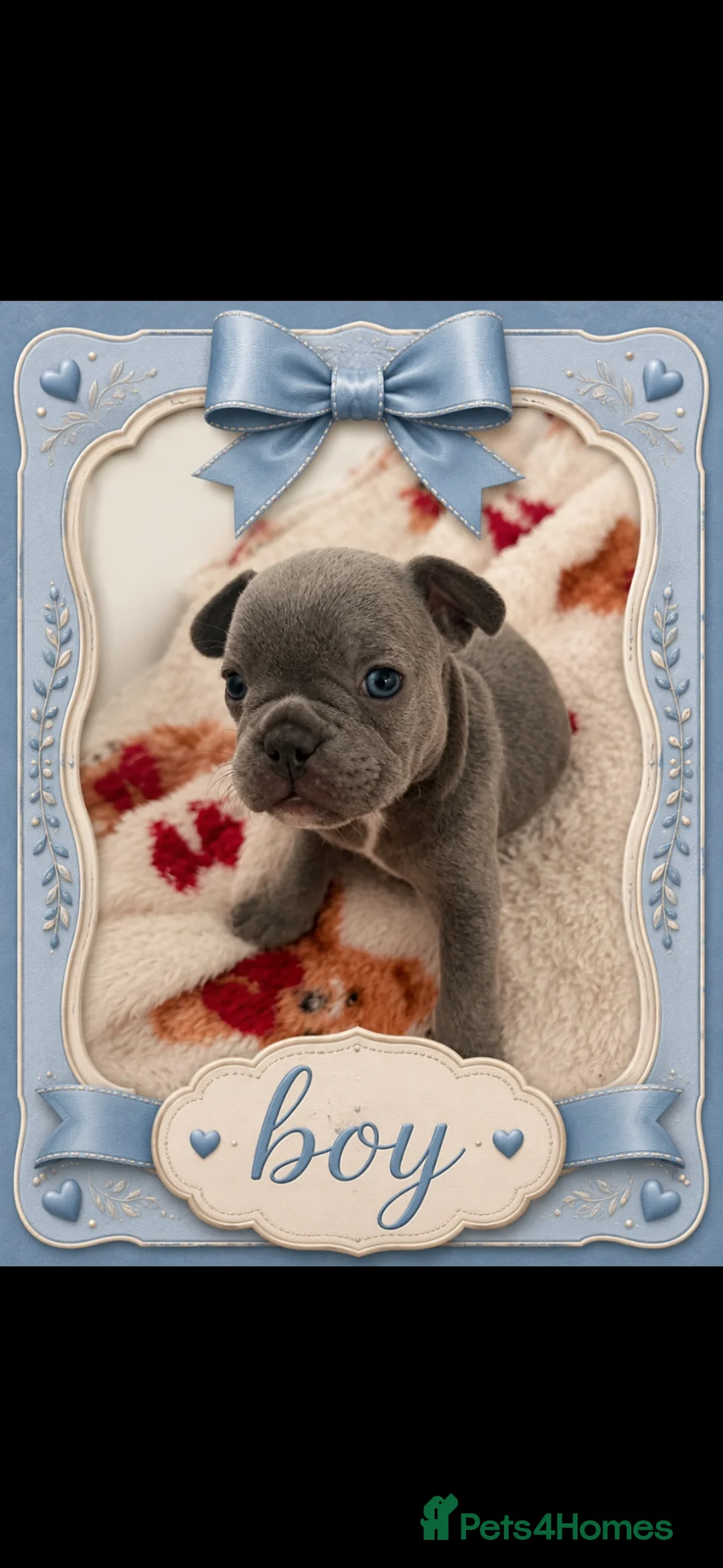French Bulldog dogs for sale: French bull dog puppies in Coatbridge - Advert 1