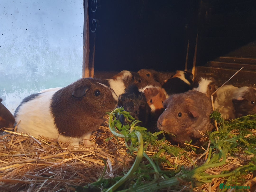 Guinea Pig rodents for sale: Guinea pigs  - Advert 1