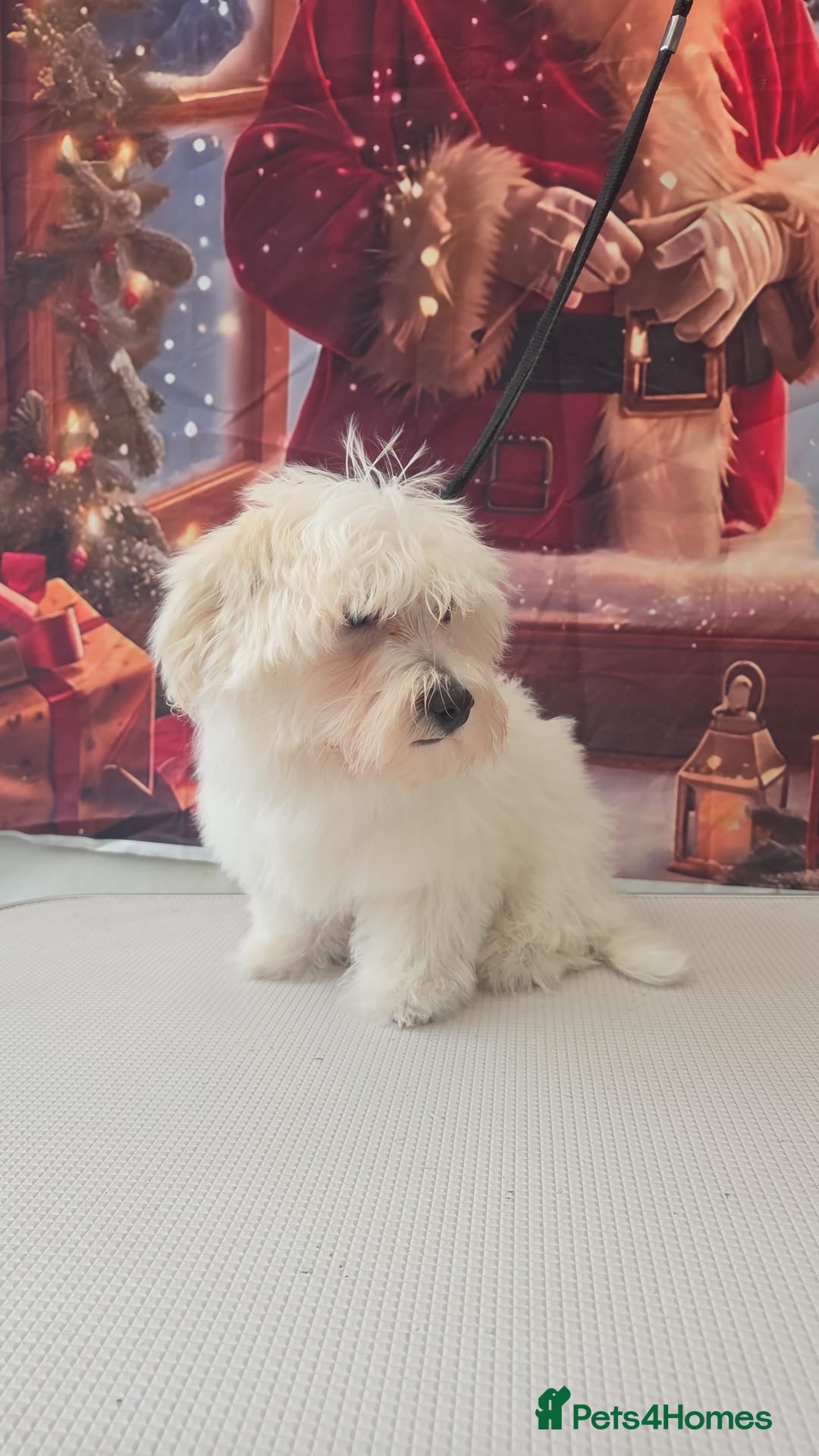 Maltese dogs for sale: Beautiful Maltese girl  - Advert 14