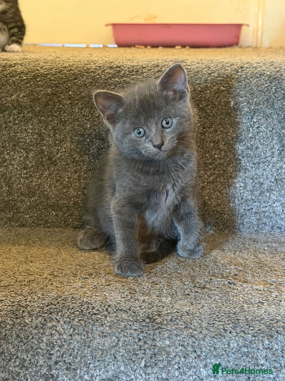Mixed Breed cats for sale: Mix breed  - Advert 2
