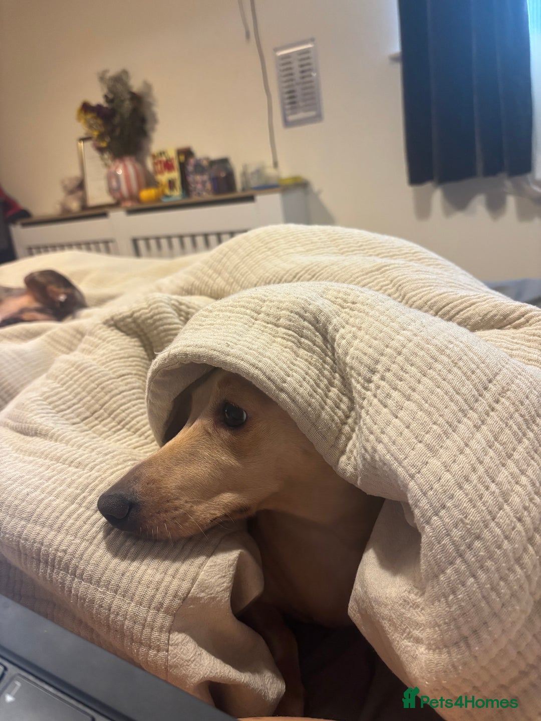 Dachshund dogs for sale: AD CURRENTLY ON HOLD  - Advert 6