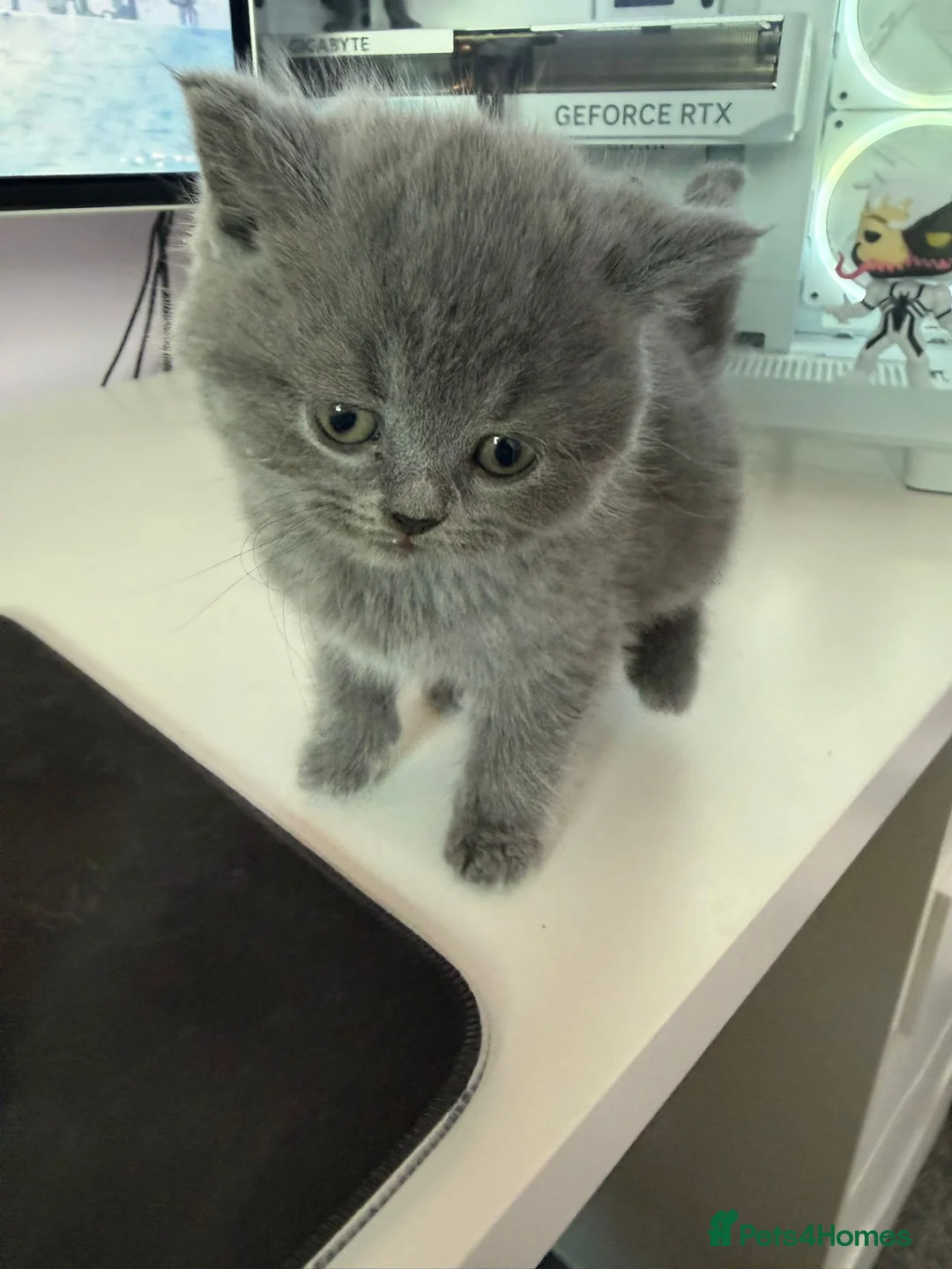 British Shorthair cats for sale: British Shorthair Kitten for Sale in Preston - Advert 1