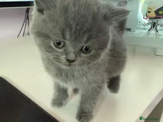 British Shorthair cats British Shorthair Kitten for Sale - Advert 1