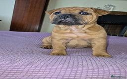 Shar Pei dogs for sale: Shar Pei puppies (READY TO GO NOW) - Image 23