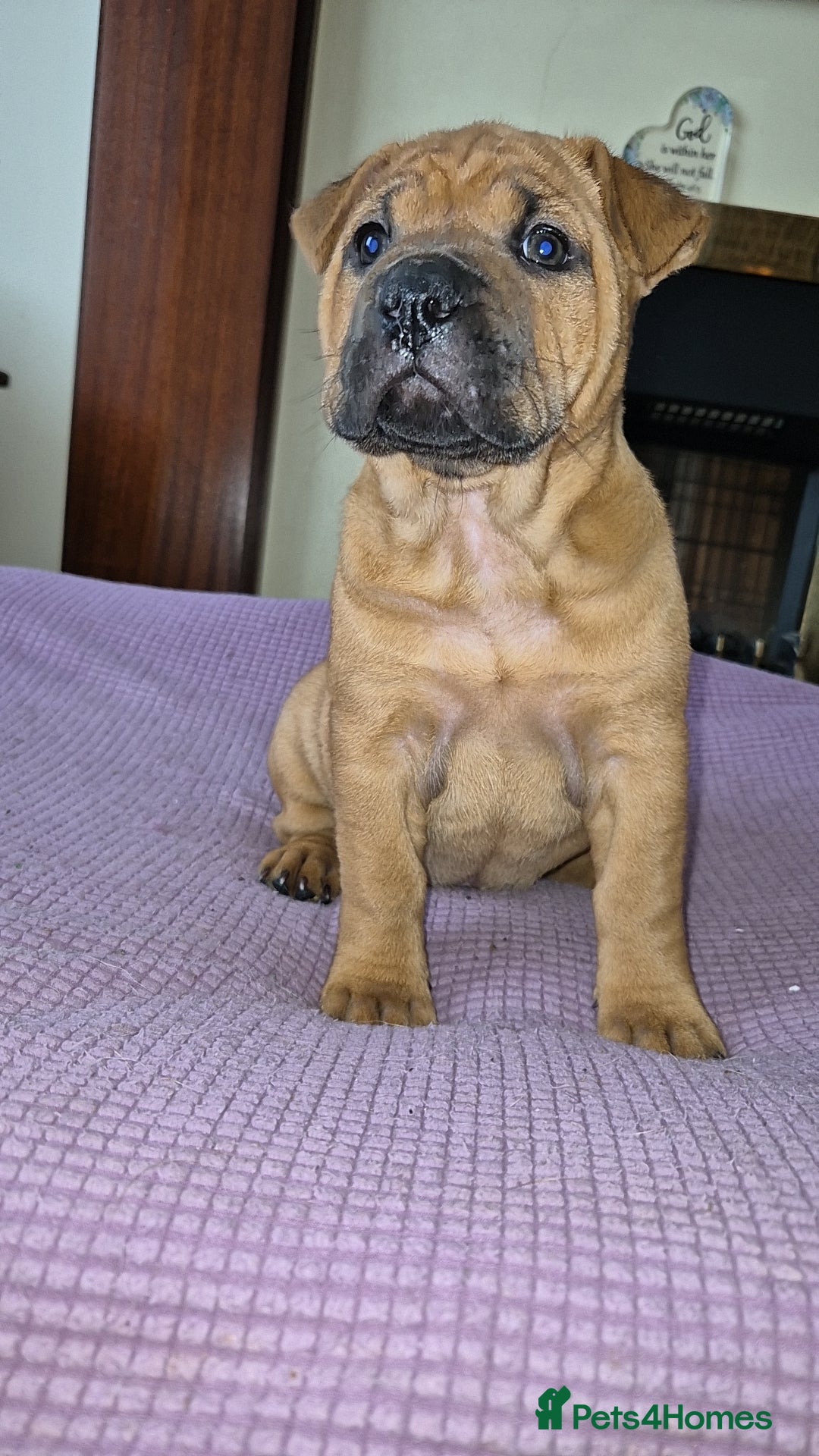 Shar Pei dogs for sale: Shar Pei puppies (READY TO GO NOW) - Image 23