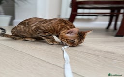 Bengal cats for sale: Female bengal - Image 5