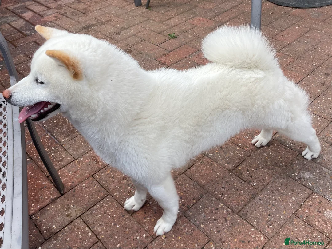 Japanese Shiba Inu dogs for stud: Health tested, KC Registered, Proven Stud - Advert 4