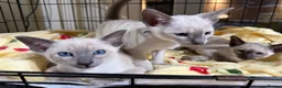 Siamese cats for sale: Siamese kittens  - Advert 17