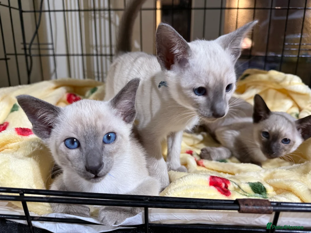 Siamese cats for sale: Siamese kittens  - Advert 17